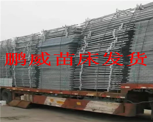 云南苗床發(fā)貨